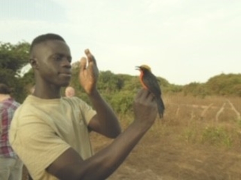 Dembo from the Kartong Bird Observatory
