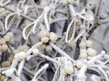 Frosty mistletoe