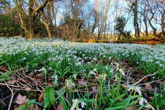 Snowdrops at Dimminsdale