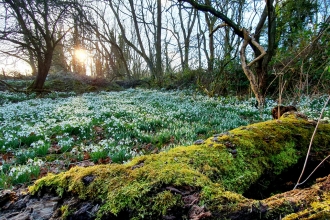 Dimminsdale snowdrops
