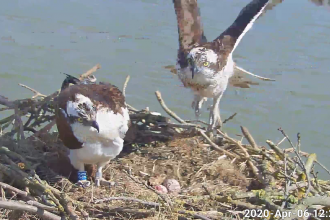 Maya and 33 on the nest with eggs