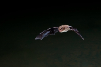 Daubenton's Bat (c) Dale Sutton/2020vision