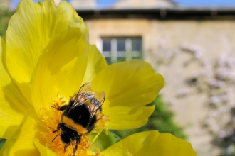Bee in garden