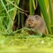 water vole wildlife trust
