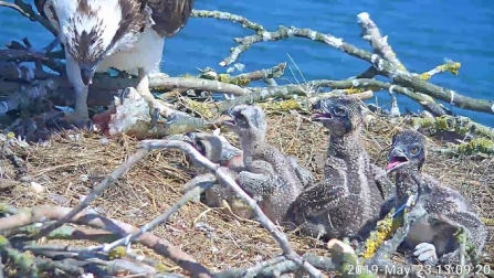 Manton Bay Osprey nest 2019