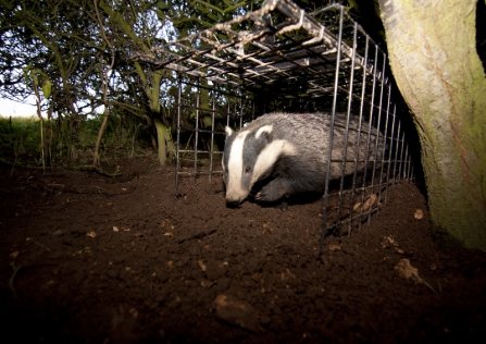 Badger Vaccination