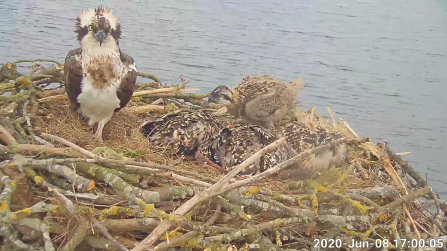 Maya and the four osprey chicks