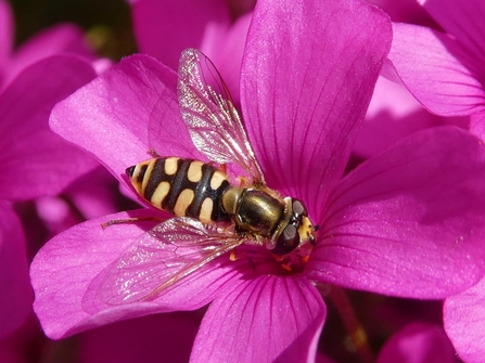 Migrant Hoverfly -  (Eupeodes corollae)