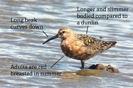 A curlew sandpiper annotated with key identification features, notable the long, downcurved beak and red breast