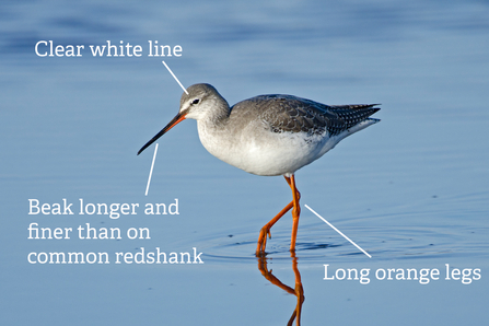 A spotted redshank annotated with key identification features, including the long, fine bill and bold supercilium