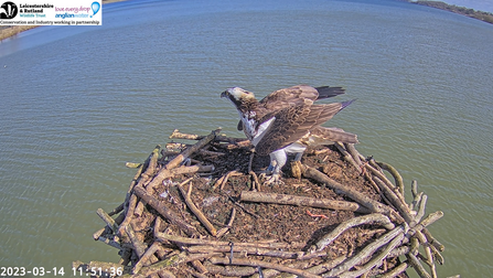 25(10) on the Manton Bay Nest