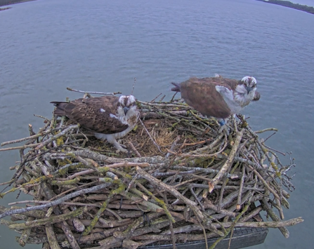 Maya and 33(11) on Manton Bay Nest