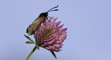 A six spot burnet moth resting on the pink, globe-like head of a red clover flower. The moth is glossy and black with six bold red spots on each forewing.