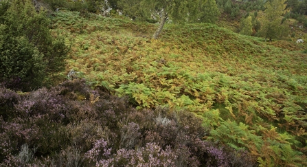 Bracken (Pteridium aquilinum) and heather (Calluna vulgaris) in late summer, Rothiemurchus Estate, Cairngorms National Park, Scotland, UK
