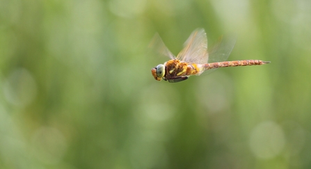 Norfolk hawker dragonfly