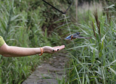 Kingfisher ringing (c) Eric Renno