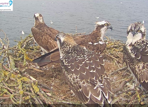 Manton Bay family on nest