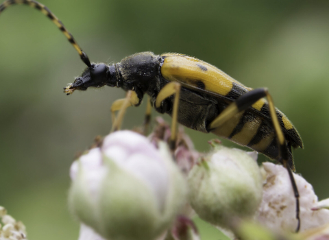 Spottled Longhorn Beetle