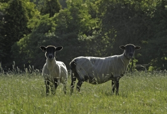 Conservation Grazing What Is It And Why Do We Do It Leicestershire And Rutland Wildlife Trust Animal meaning in hindi : leicestershire and rutland wildlife trust