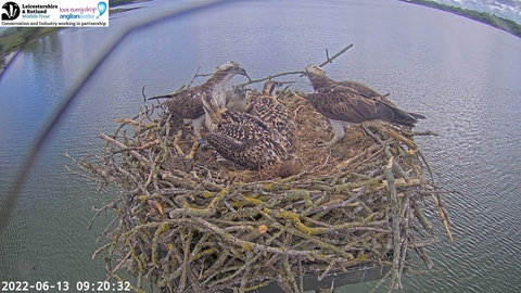 Manton Bay Osprey family