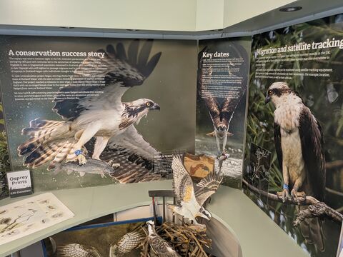 Large banners and images of Ospreys