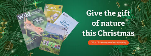 Christmassy background overlaid with the gift membership components and text reading "Give the gift of nature this Christmas" and a button "Gift a Christmas membership today"