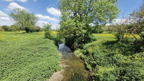 A river cuts through the centre of a verdant grassland, the sun shining to reveal rocks and plant life at the bottom of its waters. The skies are bright and blue with few clouds, and the fields host a variety of brush, tree, and a plethora of small yellow flowers which dominate the landscape. Trees and hedgerow in the far distance line the boundaries of the grassland.