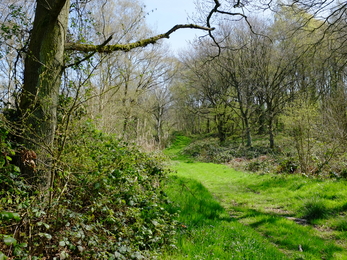 Launde Big Wood (c) Andy Neilson