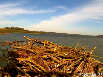 The Manton Bay nest now