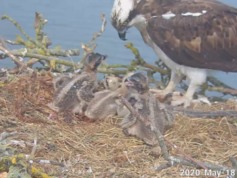 Maya and the four chicks at Manton Bay