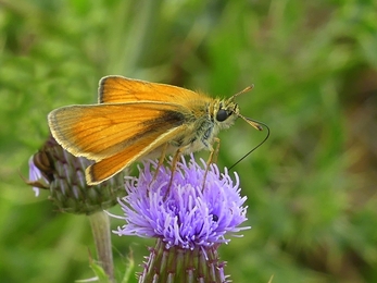 Small Skipper