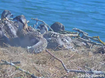 Osprey chicks at the Manton Bay nest
