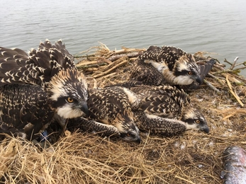 Manton Bay Osprey Chicks