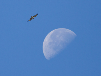 osprey