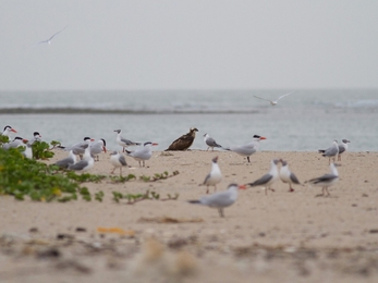 Ospreys on Gambian beach