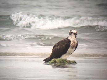 Osprey on beach