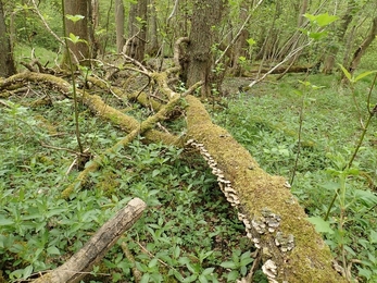 dead wood