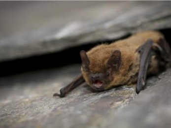 Bat in cove 