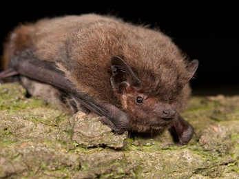 Bat 