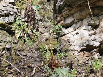 Cliff Face