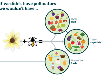 AFI pollinators