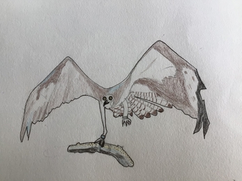 Osprey drawing