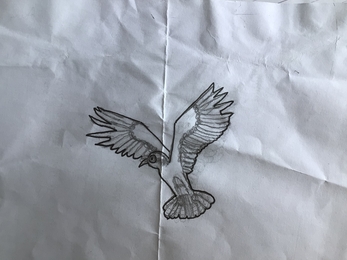Osprey drawing