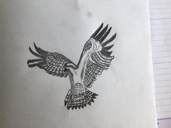 Osprey drawing