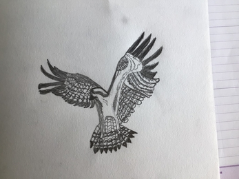 Osprey drawing