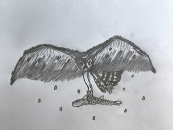 Osprey drawing