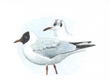 Common Black-headed gull