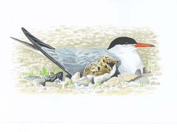 Common Tern