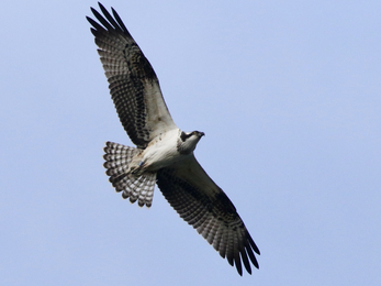 Juvenile osprey