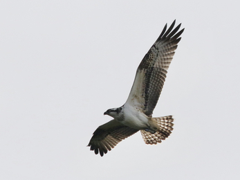 Juvenile osprey